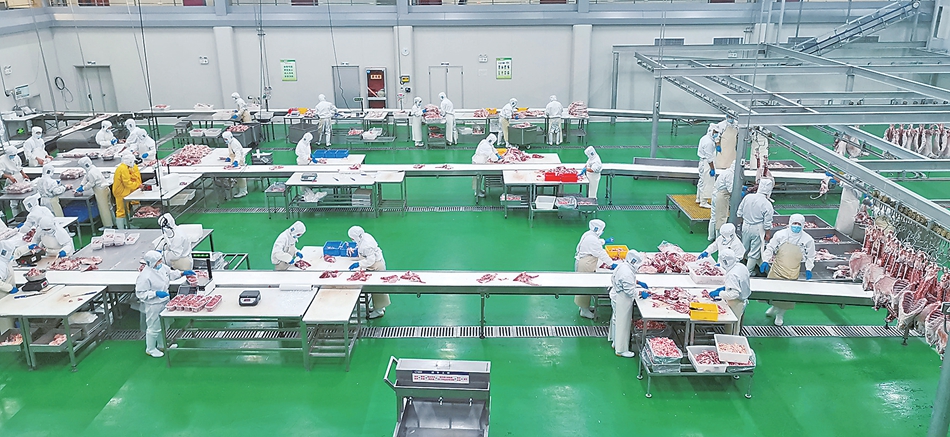 慶陽 草畜盛 產業旺 食品新引擎助力鄉村振興
